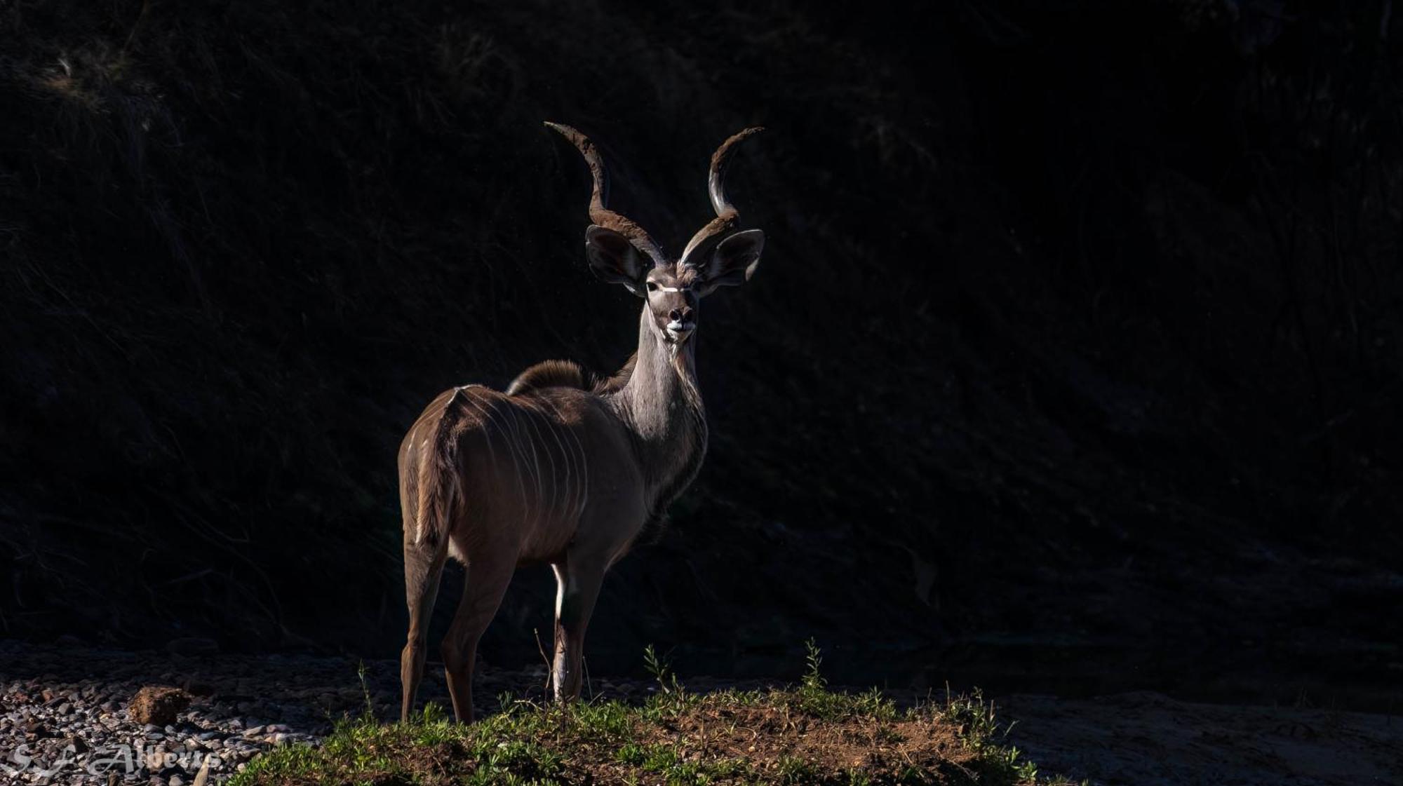Limpokwena Nature Reserve Tokio Dış mekan fotoğraf