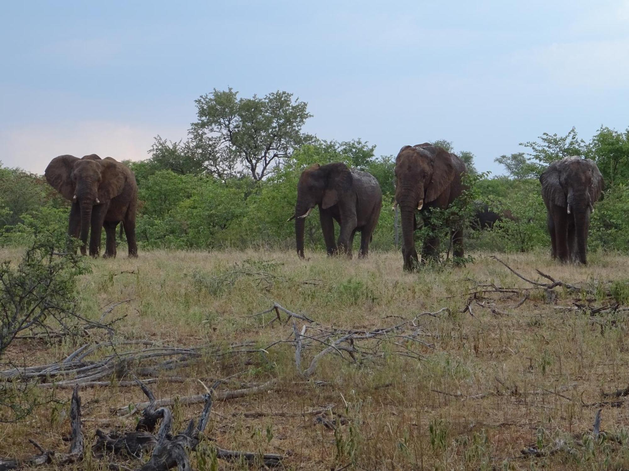 Limpokwena Nature Reserve Tokio Dış mekan fotoğraf