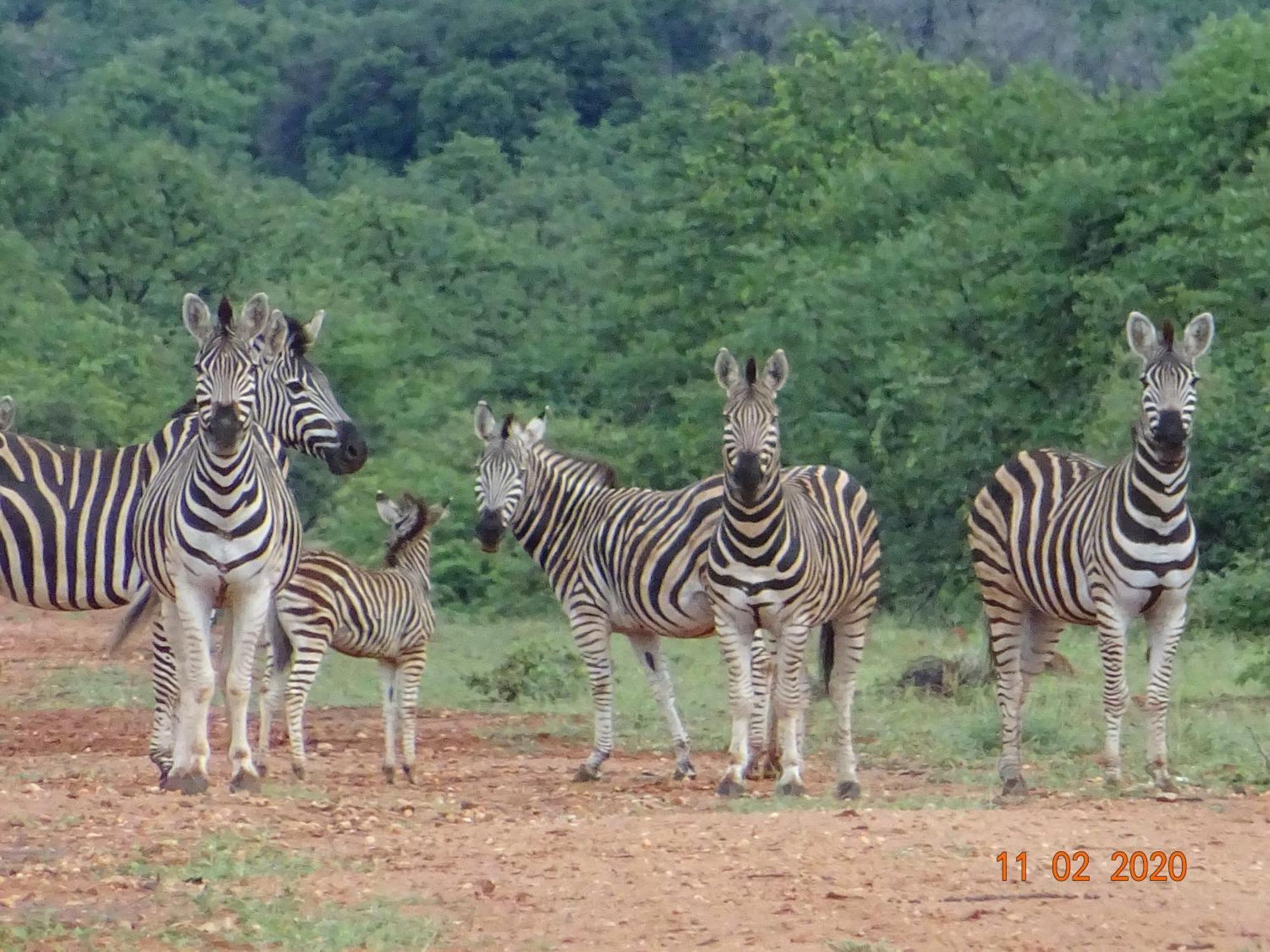 Limpokwena Nature Reserve Tokio Dış mekan fotoğraf