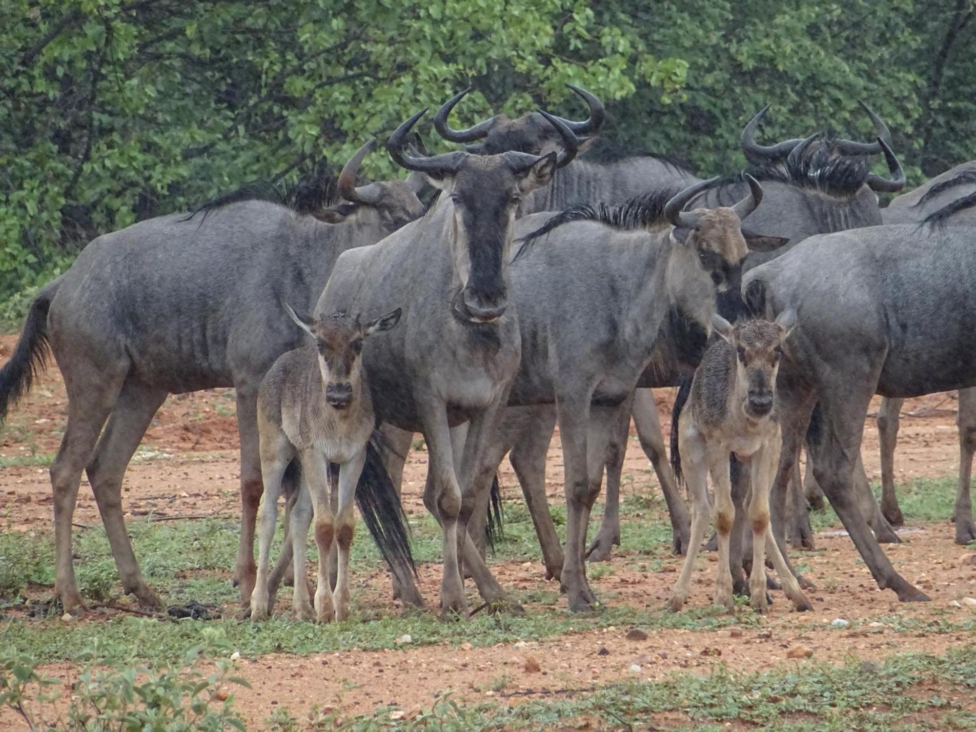 Limpokwena Nature Reserve Tokio Dış mekan fotoğraf