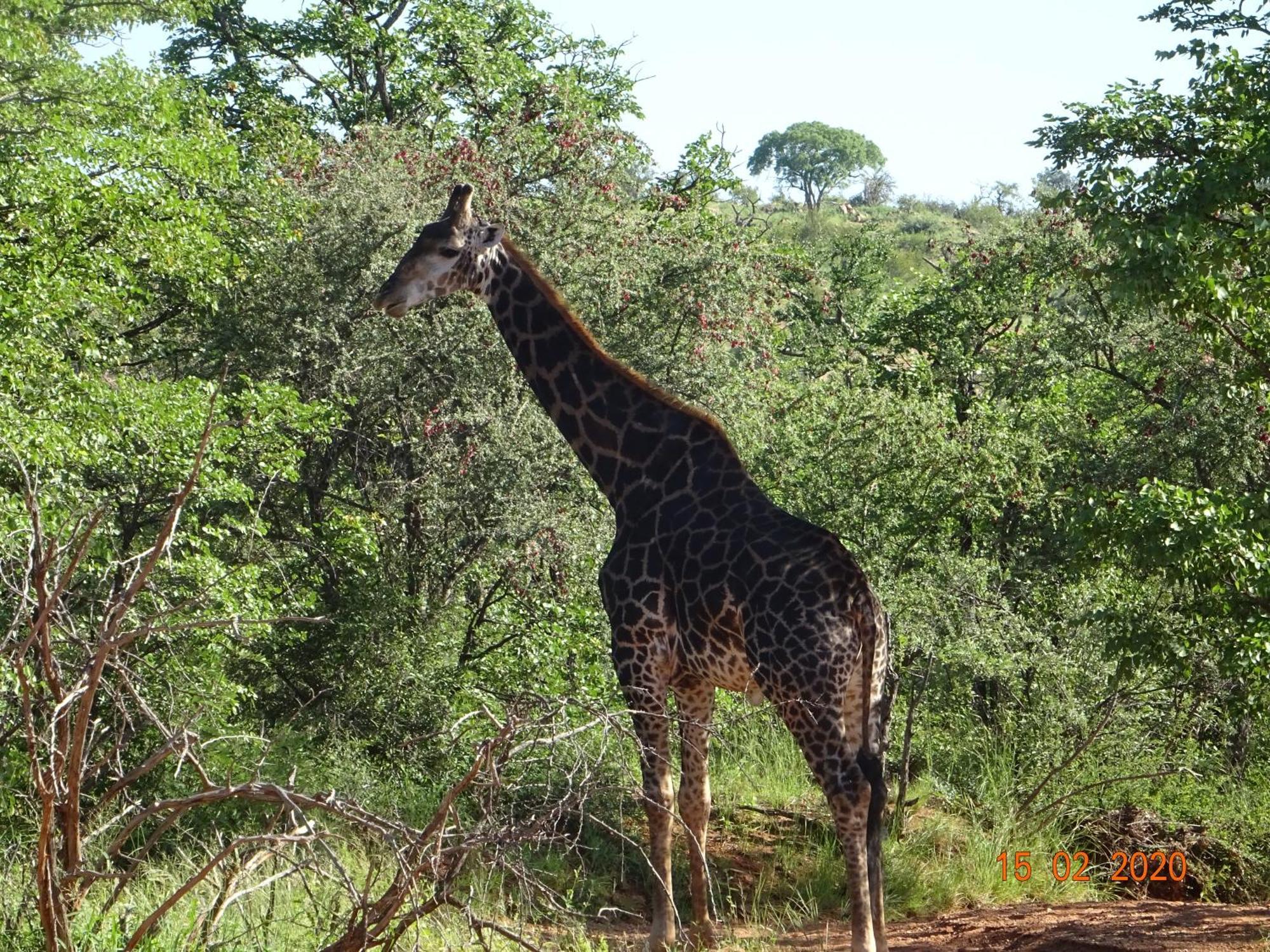 Limpokwena Nature Reserve Tokio Dış mekan fotoğraf