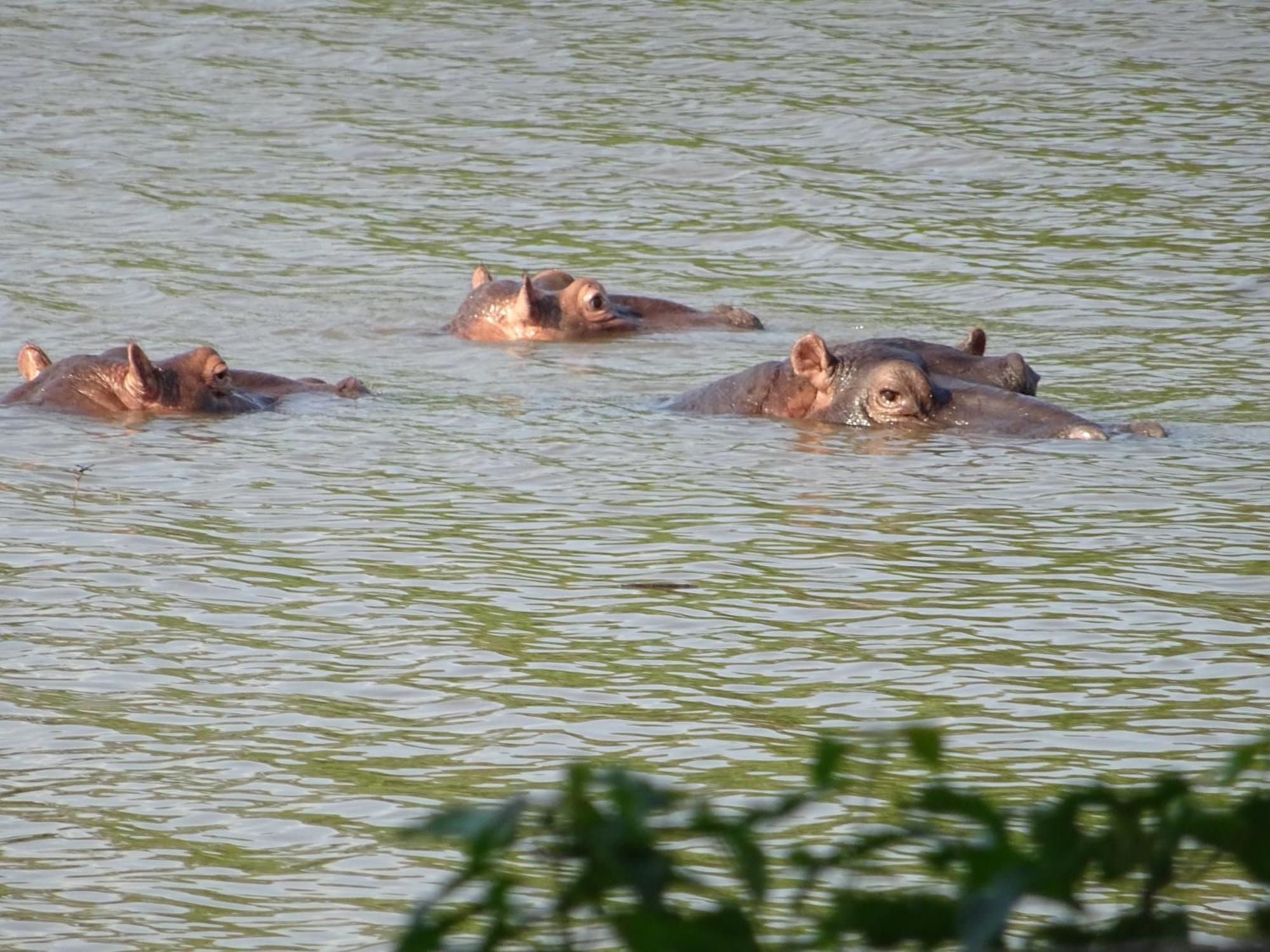 Limpokwena Nature Reserve Tokio Dış mekan fotoğraf