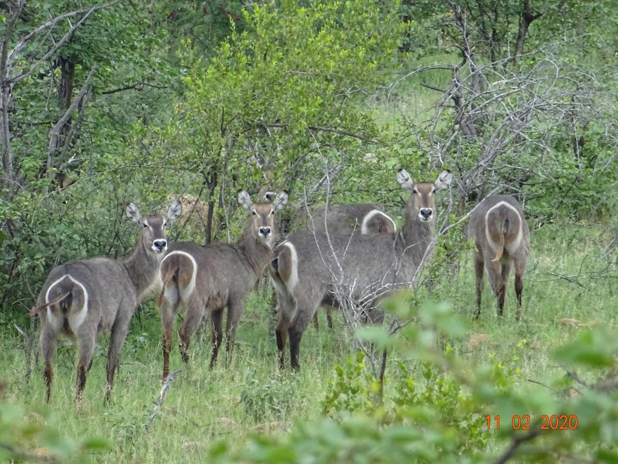 Limpokwena Nature Reserve Tokio Dış mekan fotoğraf
