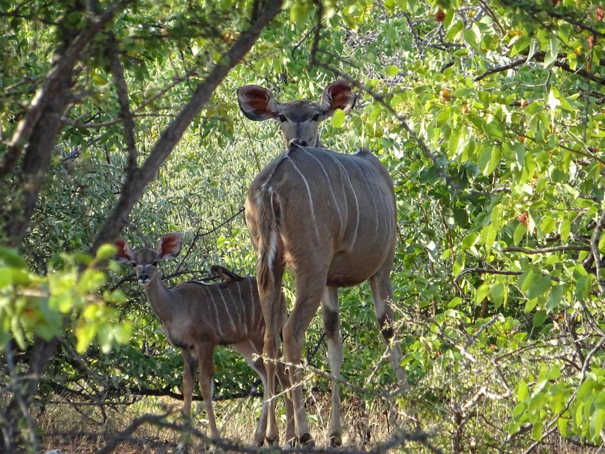 Limpokwena Nature Reserve Tokio Dış mekan fotoğraf