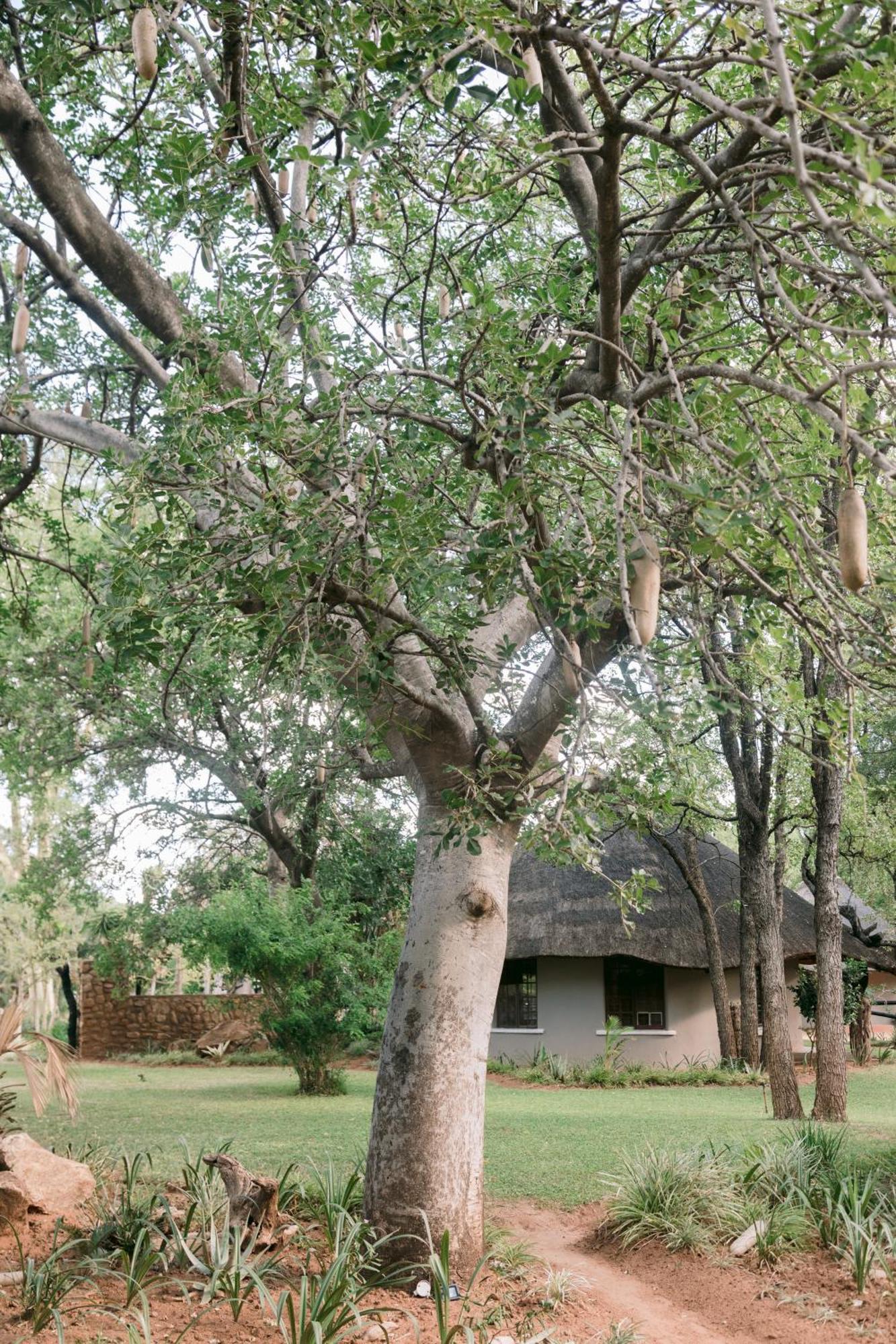 Limpokwena Nature Reserve Tokio Dış mekan fotoğraf