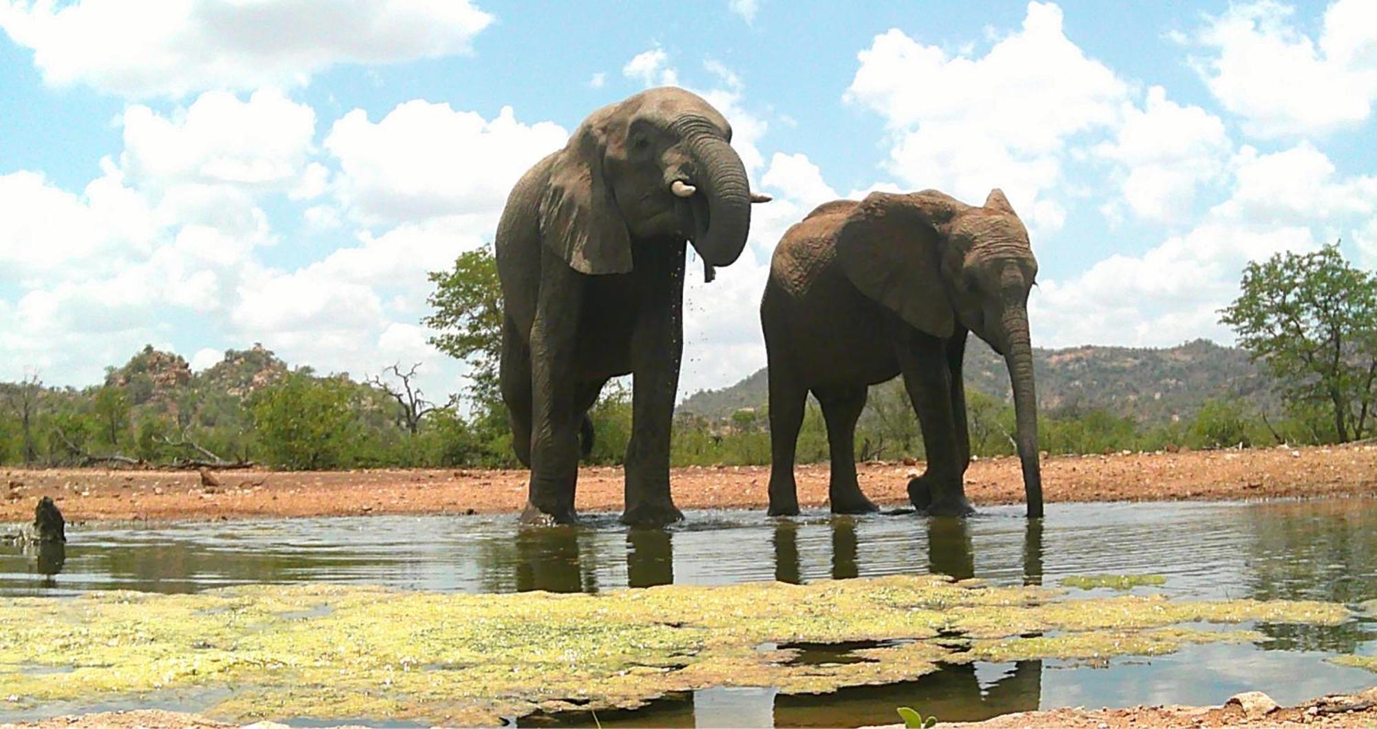 Limpokwena Nature Reserve Tokio Dış mekan fotoğraf