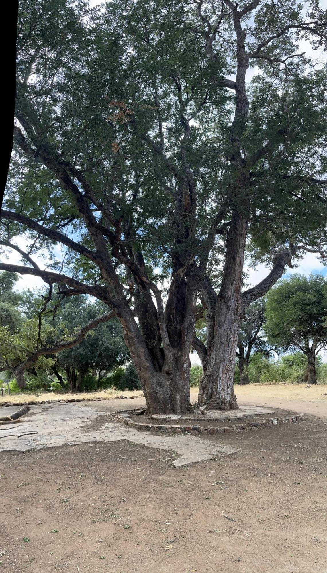 Limpokwena Nature Reserve Tokio Dış mekan fotoğraf