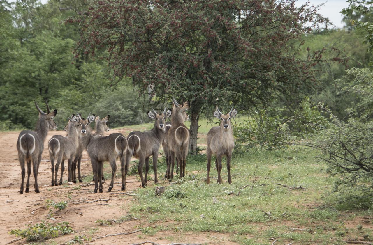 Limpokwena Nature Reserve Tokio Dış mekan fotoğraf